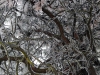 Branches with Ice