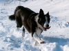 Betsy Running in Snow